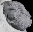 Double Eldredgeops (Phacops) Trilobite in Pos/Neg- New York #50292-3